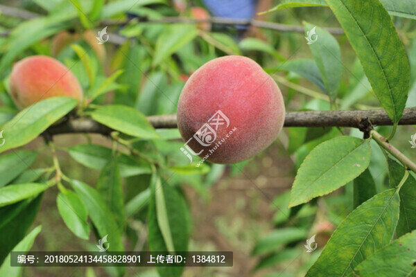 一顆桃子