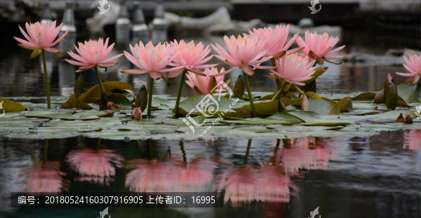 睡蓮花