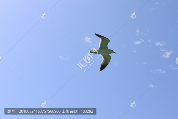 飛行的海鷗