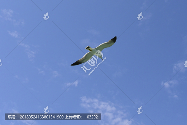 飛行中的海鷗
