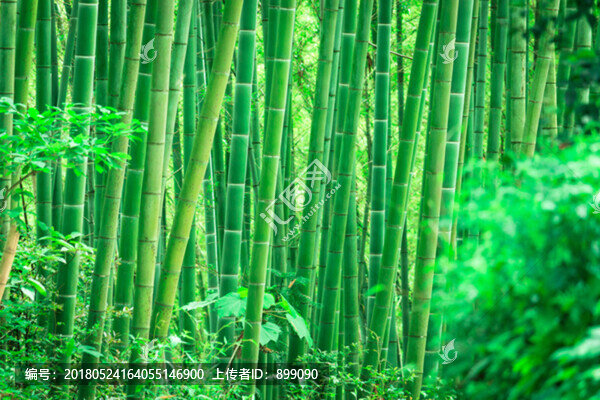 竹