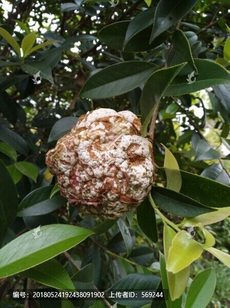茶樹(shù)苞
