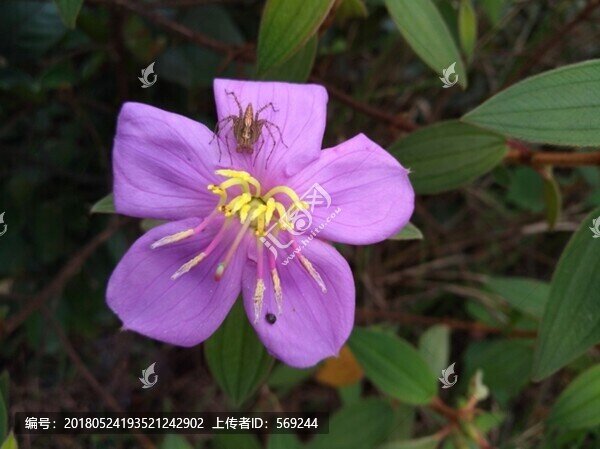 紫紅花