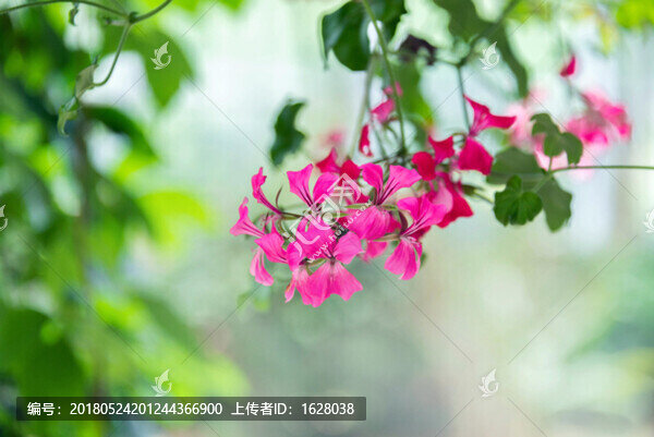 盾葉天竺葵