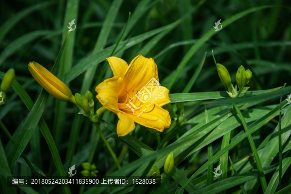 萱草