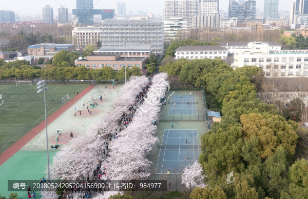 櫻花爛漫