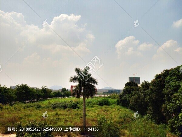 荒草地,藍(lán)天白云