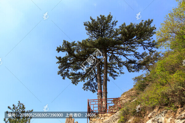 北岳恒山,姊妹松