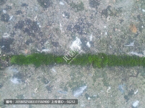 水泥地面青苔