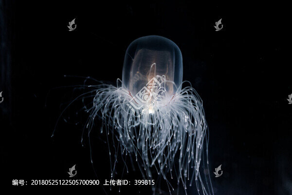 水母
