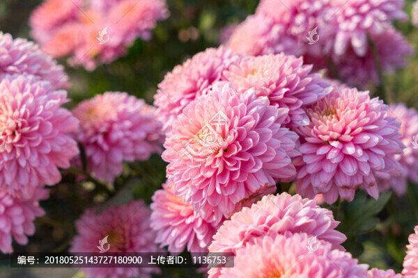 菊花種植