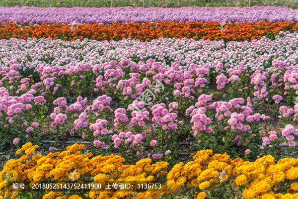 花卉種植