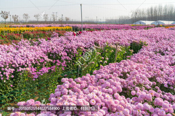 菊花種植園