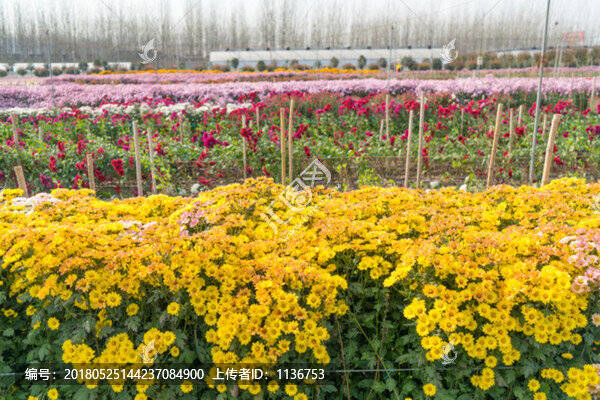 鮮花種植