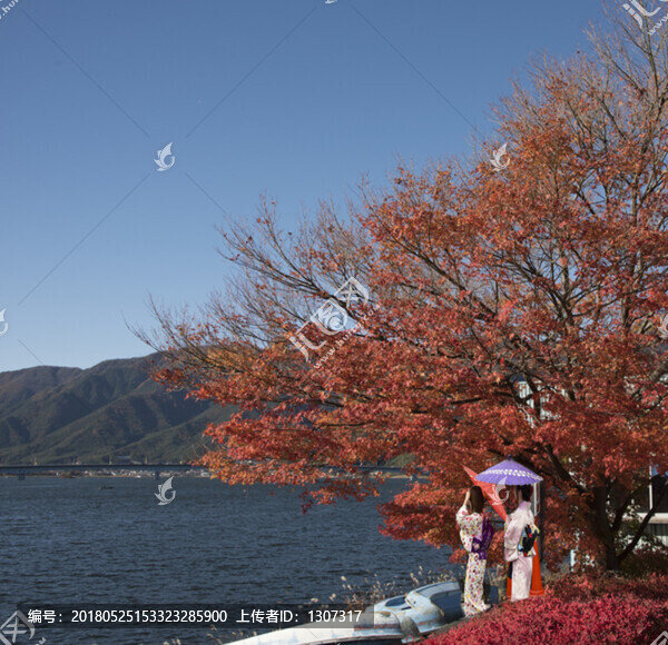 日本紅楓