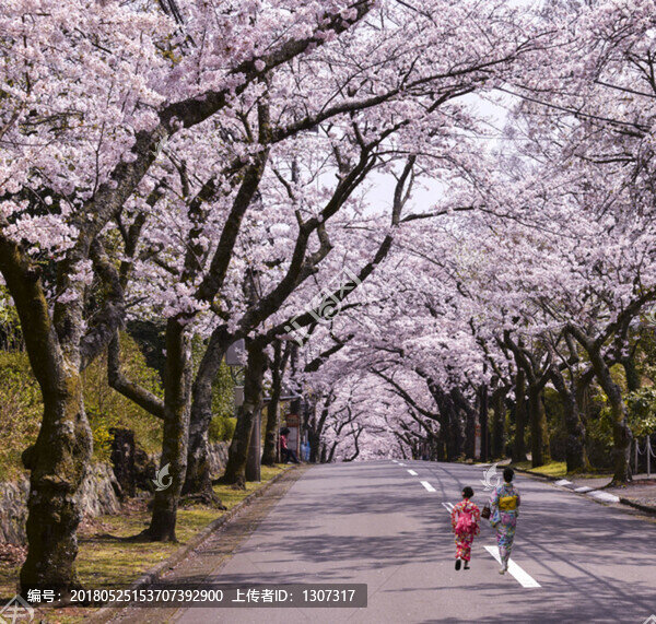 日本伊豆櫻花大道