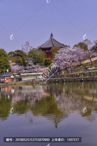 日本櫻花