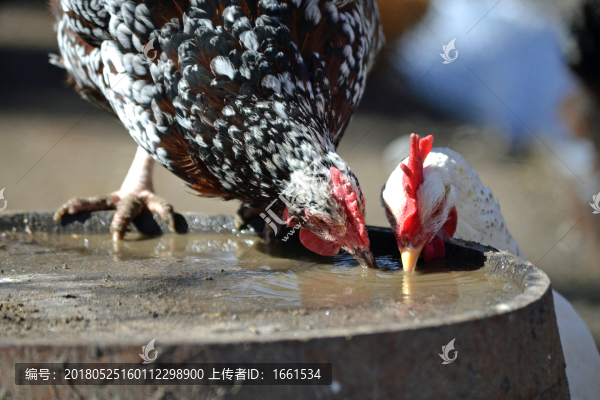 母雞喝水