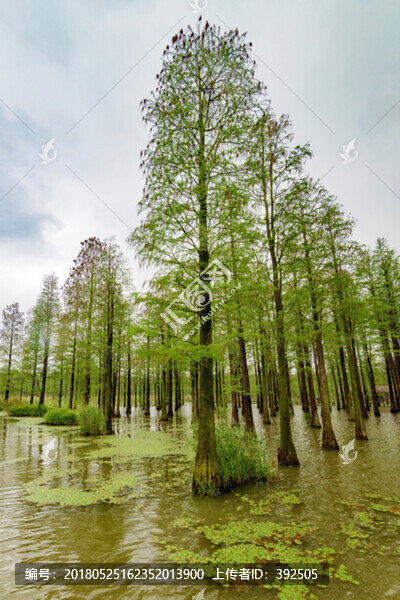 水杉樹