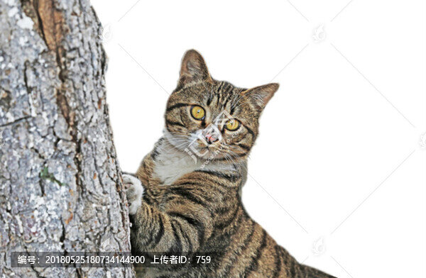 貓咪