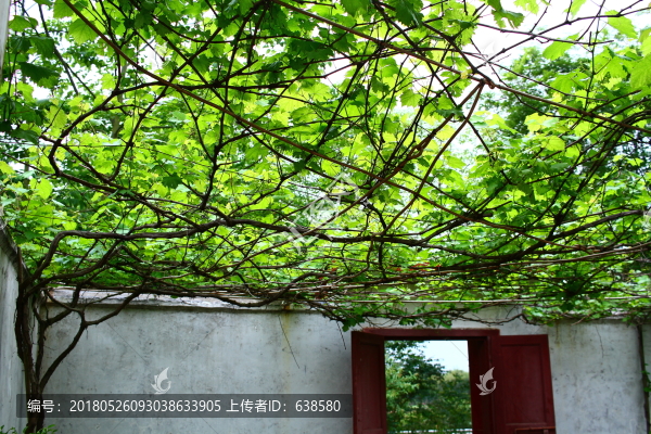 葡萄架