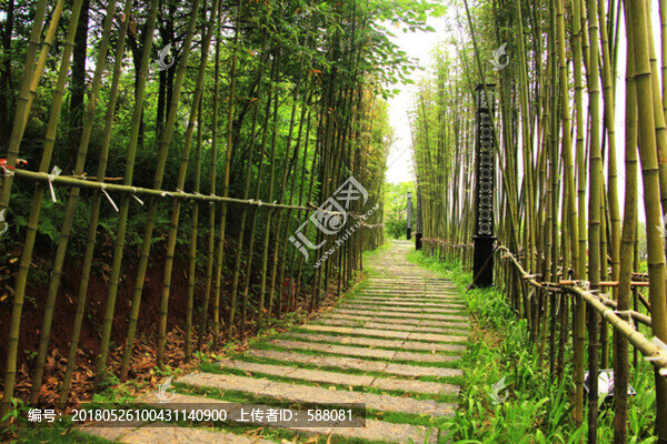 竹林,竹林小道