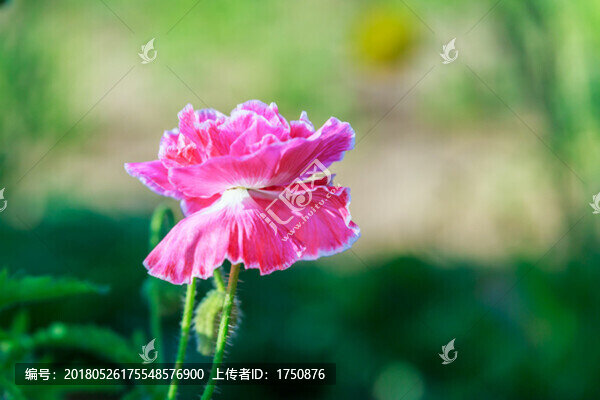 虞美人