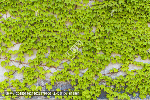 爬山虎綠色植物墻