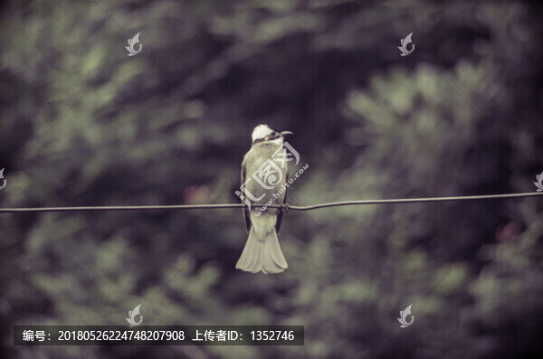 白頭翁