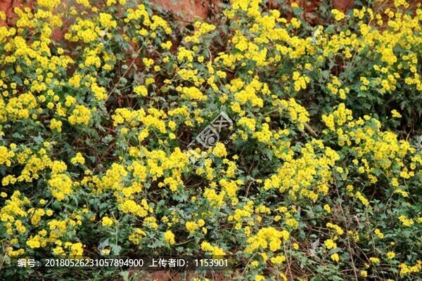 野菊花