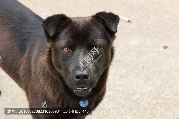 狗,寵物,黑狗,犬,dog