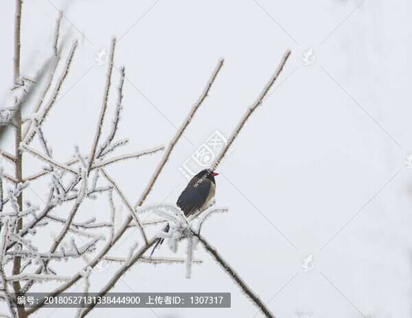 紅嘴藍(lán)鵲站雪松
