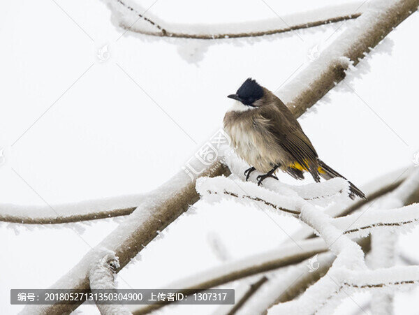 黃臀鵯站雪松