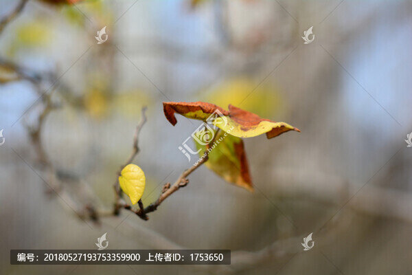 枝葉