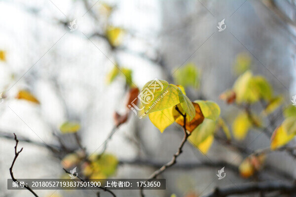 枝葉