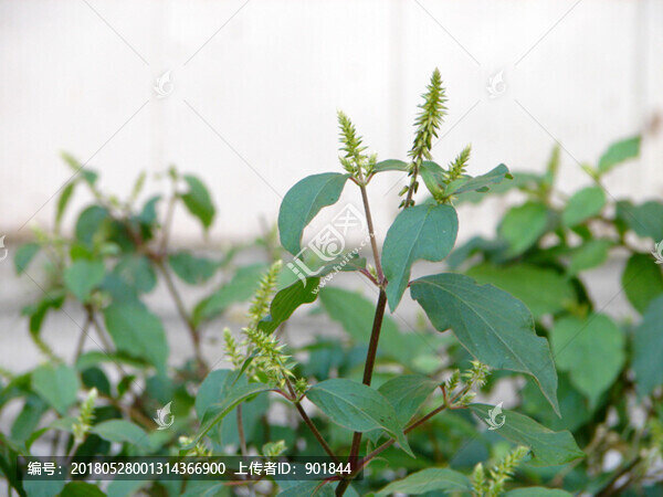 莧科藥用植物牛膝