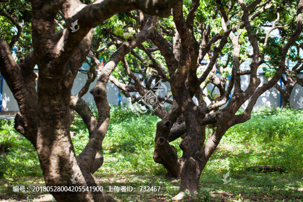 荔枝樹