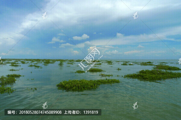 北海市,金海灣紅樹林