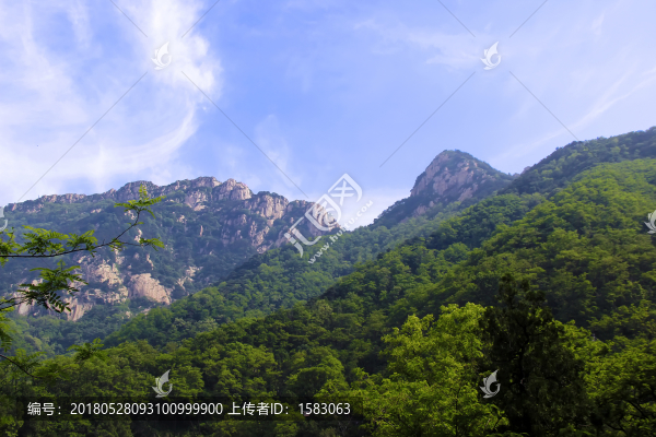 泰山植被
