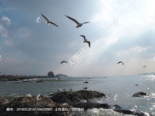 青島市,海濱風(fēng)光,海鷗