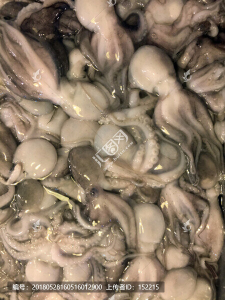 小章魚
