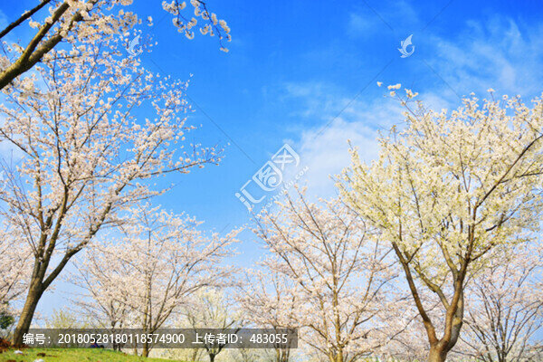 櫻花