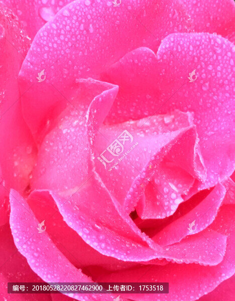 月季花