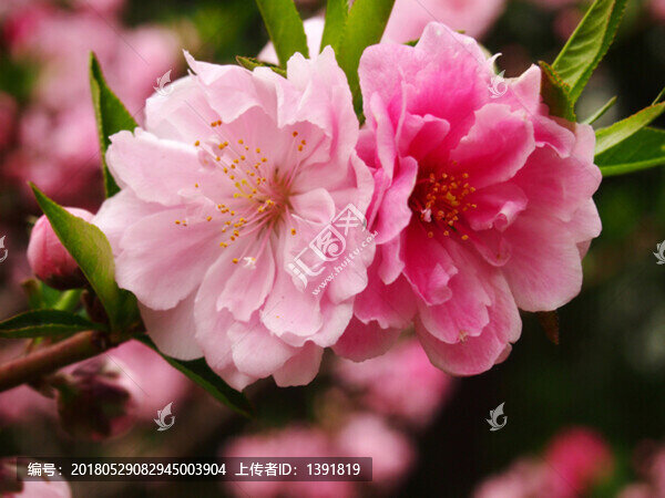 春季的,北京植物園,桃花