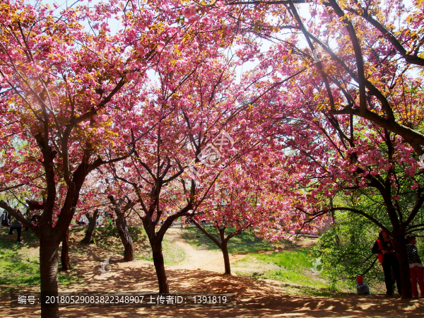 春季的,青島市,中山公園
