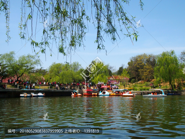 春季的,青島市,中山公園