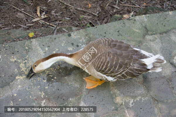 鵝