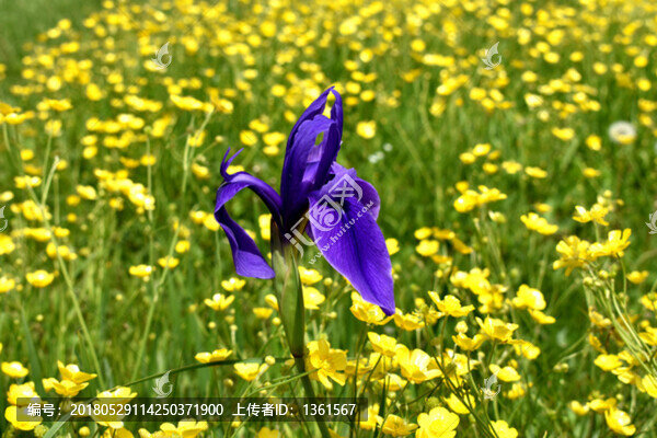 馬蓮花