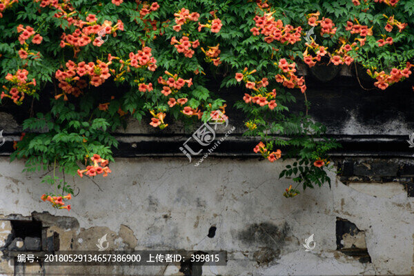 花卉,凌霄