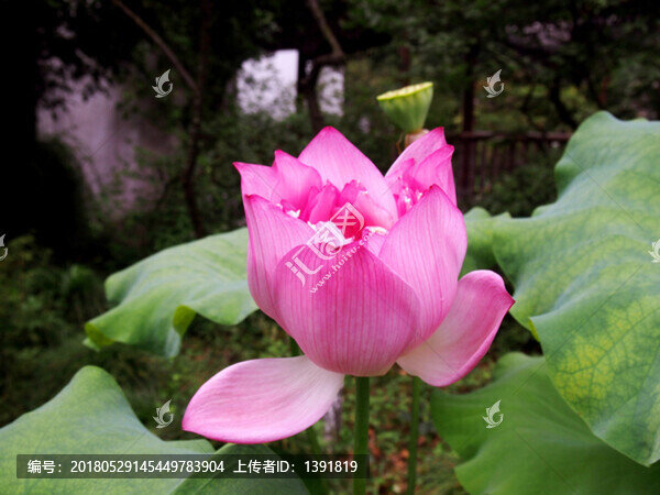 杭州市,西湖景區(qū),荷花